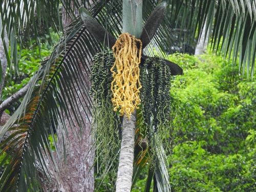 Image of Oncosperma horridum by (c) Adam Kamal, some rights reserved (CC BY)