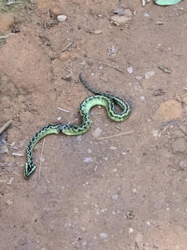 Great Lakes Bush Viper