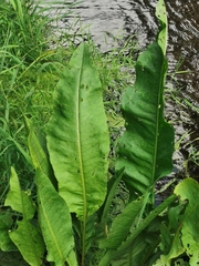 Rumex aquaticus