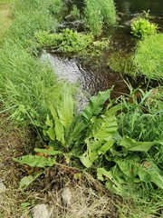Rumex aquaticus