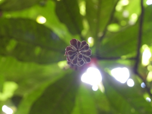 Image of Barringtonia Fusiformis (Barringtonia fusiformis) by (c) Adam Kamal, some rights reserved (CC BY)