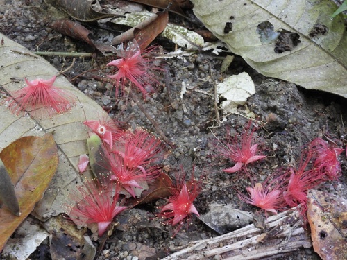 Image of Barringtonia Fusiformis (Barringtonia fusiformis) by (c) Adam Kamal, some rights reserved (CC BY)