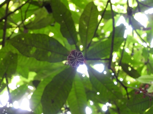Image of Barringtonia Fusiformis (Barringtonia fusiformis) by (c) Adam Kamal, some rights reserved (CC BY)