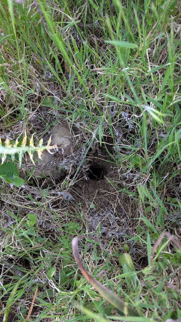 Sicilian Pine Vole