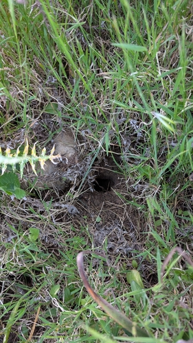 Sicilian Pine Vole