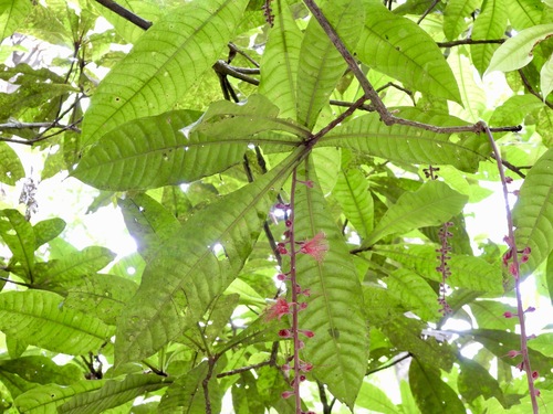 Image of Barringtonia Fusiformis (Barringtonia fusiformis) by (c) Adam Kamal, some rights reserved (CC BY)