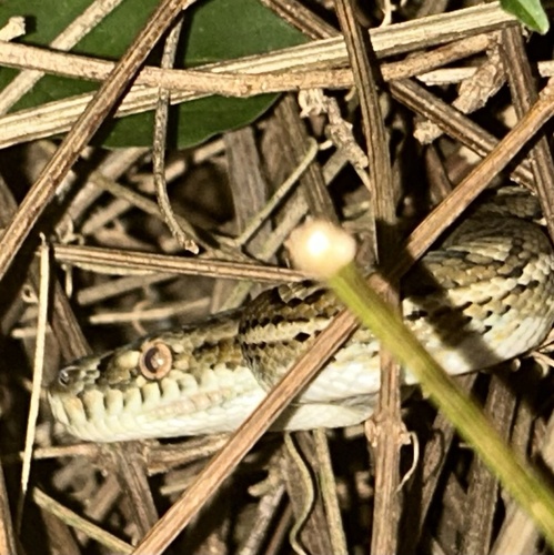 Coastal Carpet Python sighting