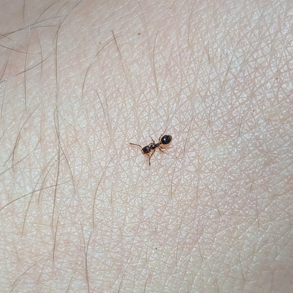 Myrmecina sicula