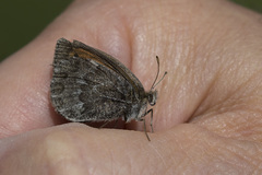 Erebia tyndarus
