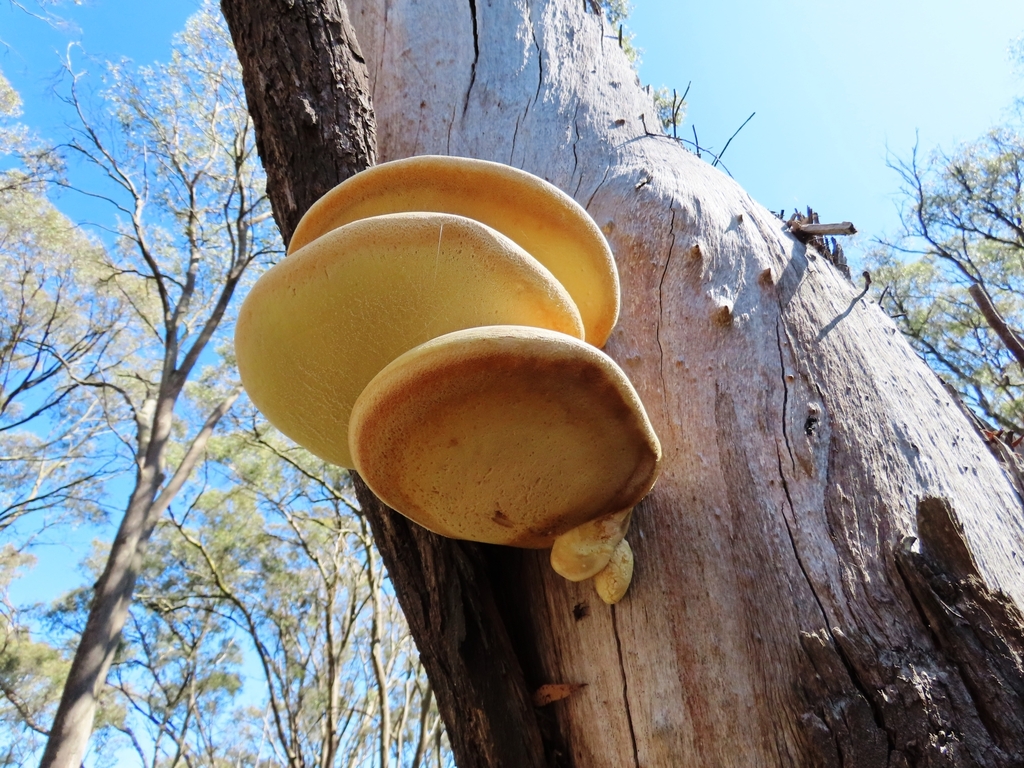 Laetiporus portentosus · March 2025 · photo: © cygnet (iNaturalist, cc-by)