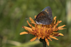 Erebia tyndarus
