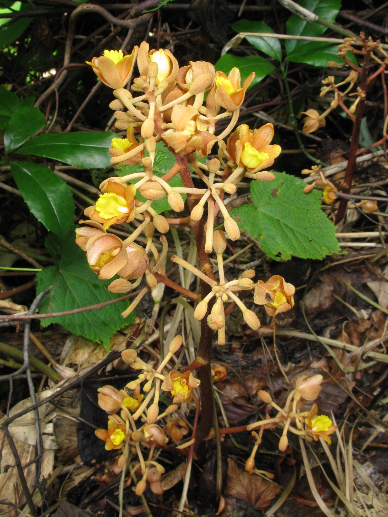 Cyrtosia
