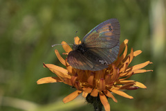 Erebia tyndarus