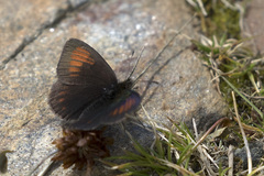 Erebia tyndarus