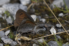Erebia tyndarus