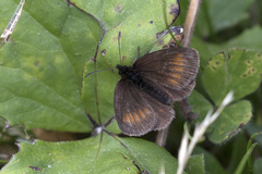 Erebia pharte