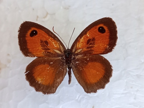 Južni vratar (Pyronia cecilia)