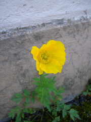 Papaver cambricum