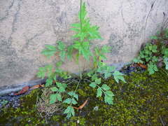 Papaver cambricum