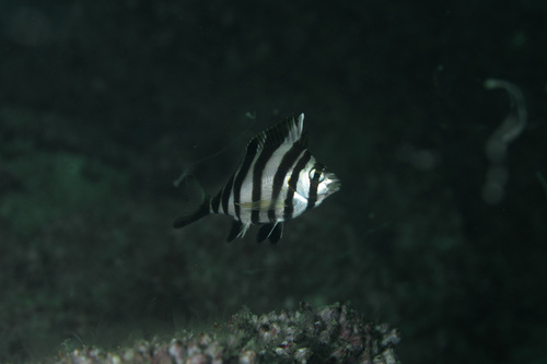 Fourhorn morwong (Cheilodactylus quadricornis) — Cheilodactylidae — 4