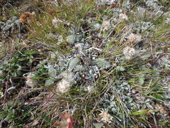 Antennaria caucasica