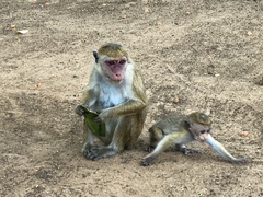 Macaca sinica