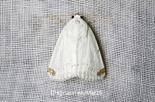 Sphragifera rejecta