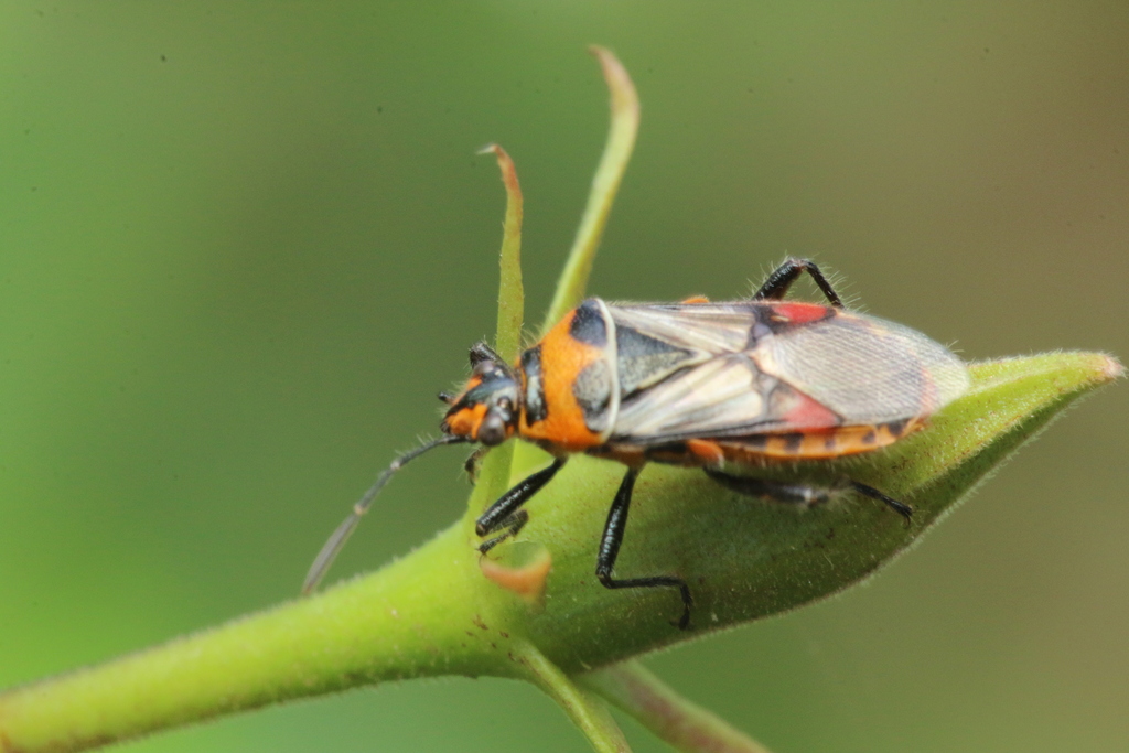 Liorhyssus rubricosus