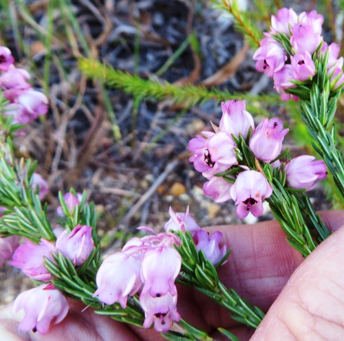 Image of Erica excavata by (c) linkie, some rights reserved (CC BY)