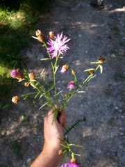 Centaurea