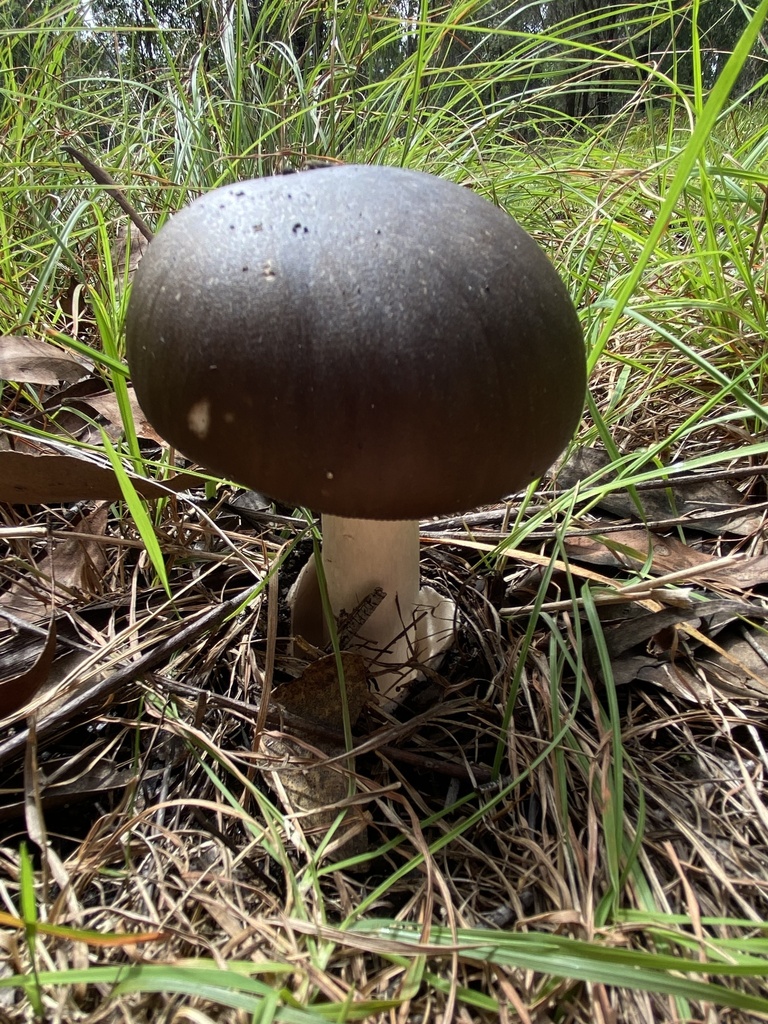 Amanita roseolamellata · April 2025 · photo: © farmerfox_1 (iNaturalist, cc-by)