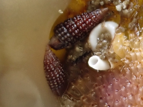 Cerithiopsis observed 2025-03-30