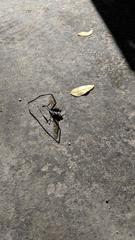 Pelecinus polyturator