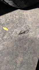 Pelecinus polyturator