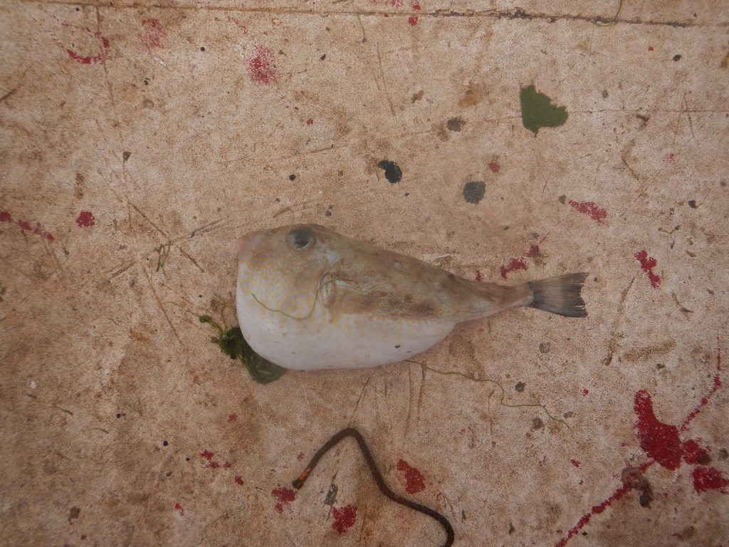 Marbled Puffer