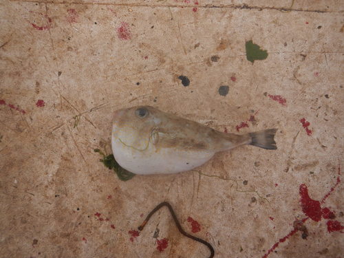 Marbled puffer (Sphoeroides dorsalis) — Tetraodontidae — 2