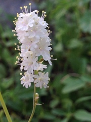 Boerhavia xantii