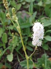 Boerhavia xantii