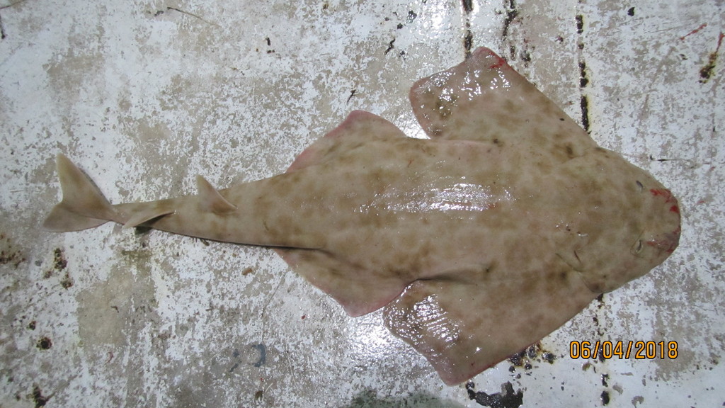 Sand devil (Squatina dumeril) — Squatinidae