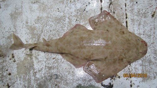 Sand devil (Squatina dumeril) — Squatinidae