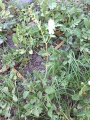 Boerhavia xantii