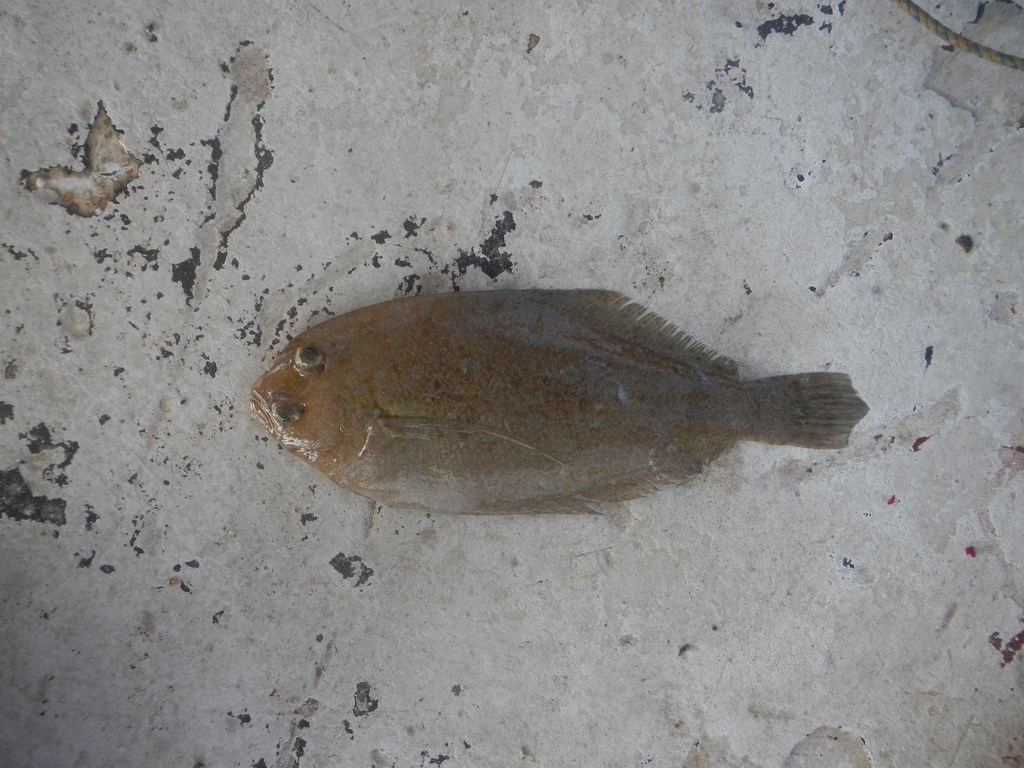 Dusky Flounder