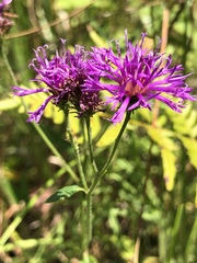 Vernonia acaulis