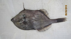 Aluterus schoepfii