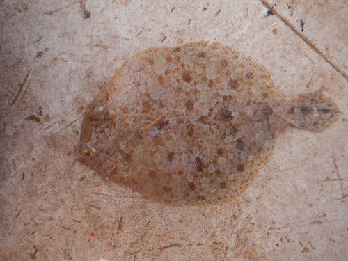 Spottail flounder (Bothus robinsi) — Bothidae — 3