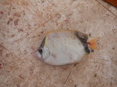 Chaetodon sedentarius