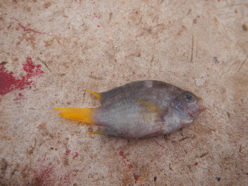 Yellowtail reeffish (Chromis enchrysura) — Pomacentridae — 3