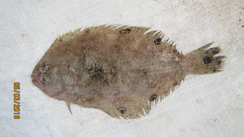 Spotfin Flounder