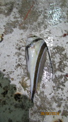 Eques lanceolatus