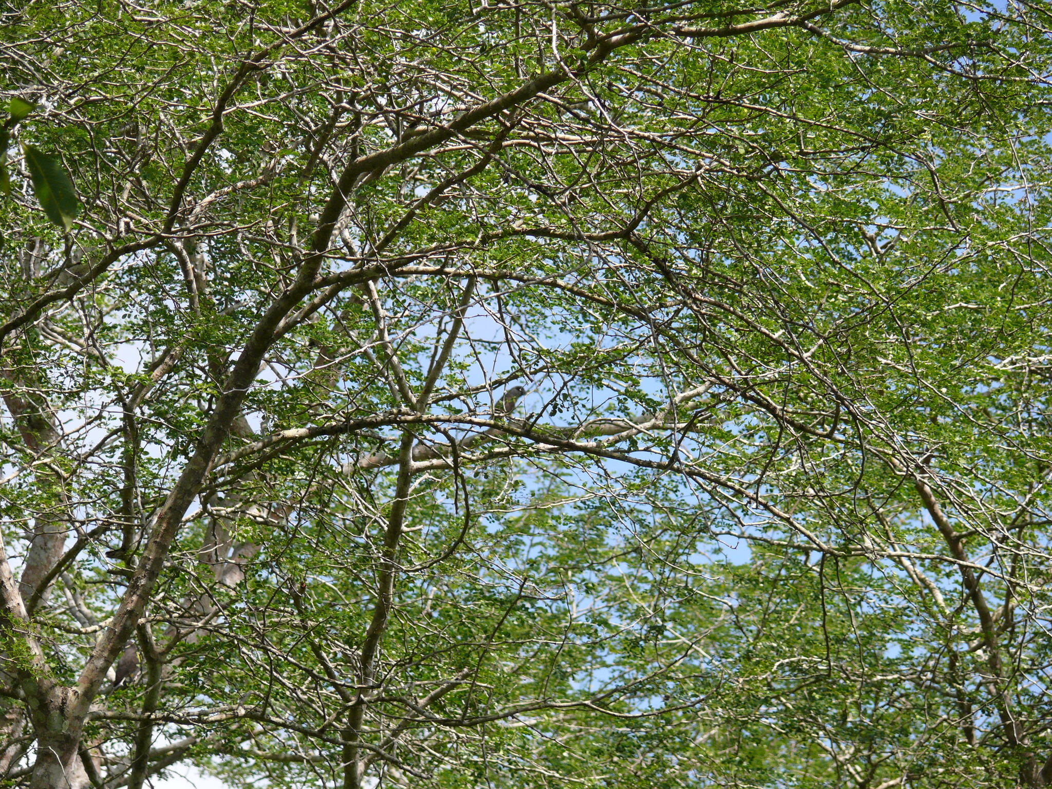 Rüppell's Parrot (Poicephalus rueppellii), photo 3
